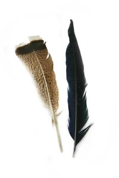 Два перья от разных птиц — стоковое фото