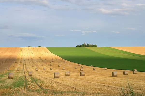 Campo de feno — Fotografia de Stock