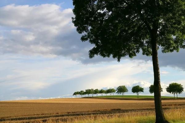 Деревья, окружающие поле — стоковое фото