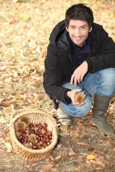 Landscape picture of young picking chestnuts — Stock Photo, Image