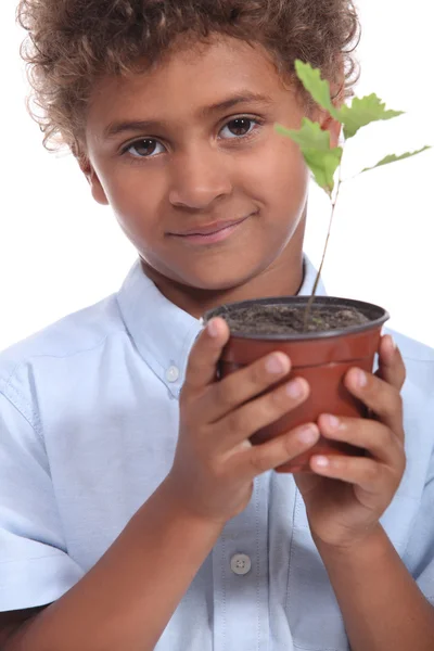 stock image Child with plant