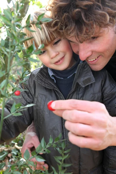Kisfiú és apja, picking a bogyók egy növény — Stock Fotó