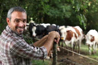 Man in front of cows clipart