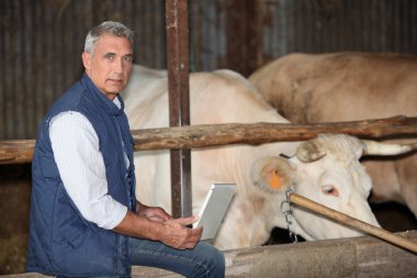 Farmer stood in cattle enclosure clipart