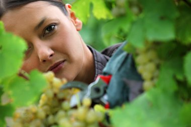 Woman picking grapes clipart