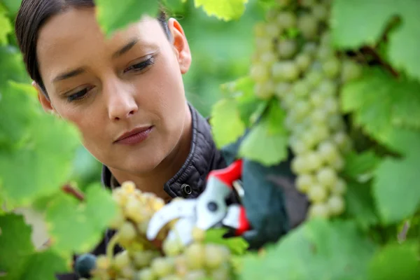 Kobieta przycinanie winogron winorośli — Zdjęcie stockowe