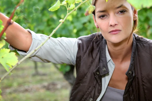 Vrouw tussen wijnbladeren — Stockfoto