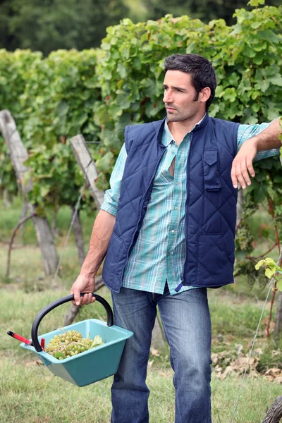 Trädgårdsmästare med en korg full av druvor — Stockfoto