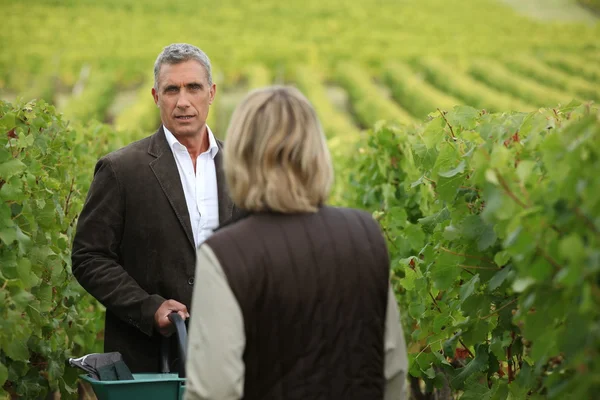 Winegrowers i vingården — Stockfoto