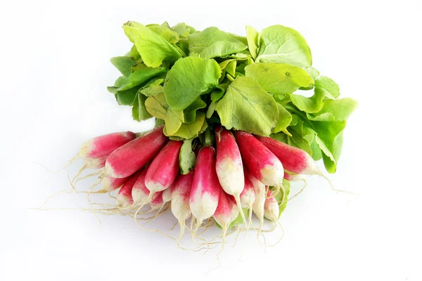 Bouquet de radis — Photo