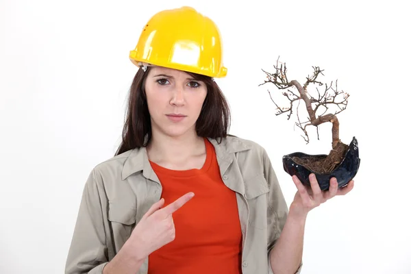 Tradeswoman holding a bonsai tree — Stock Photo, Image