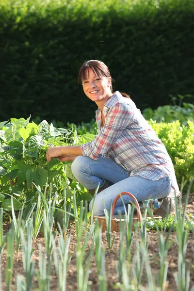 정원에 있는 여자 — 스톡 사진