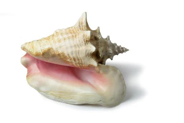 Close-up van een shell — Stockfoto
