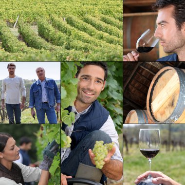 Montage of life on a vineyard clipart