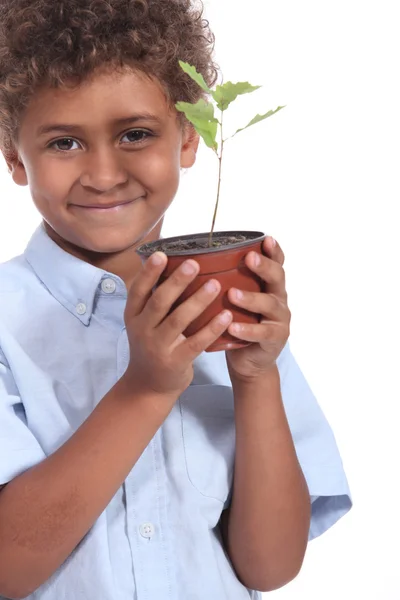 stock image Little boy holding plant pot