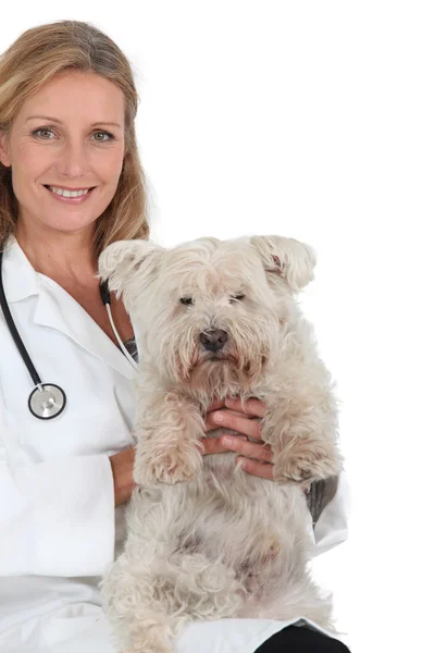 Dog veterinary — Stock Photo, Image