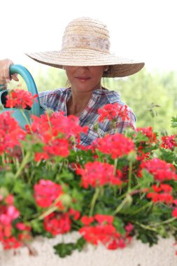 Woman in a straw hat watering geraniums clipart