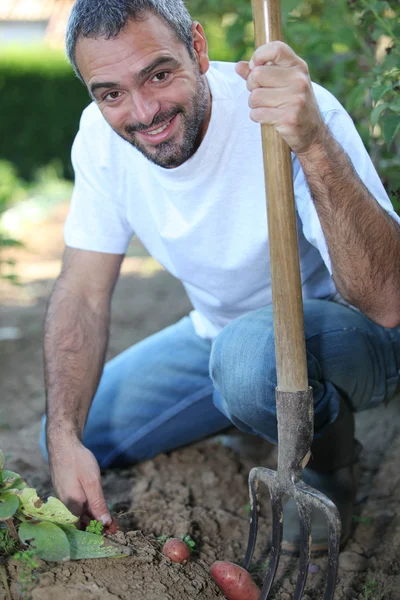 男子挖蔬菜在他的花园 — 图库照片