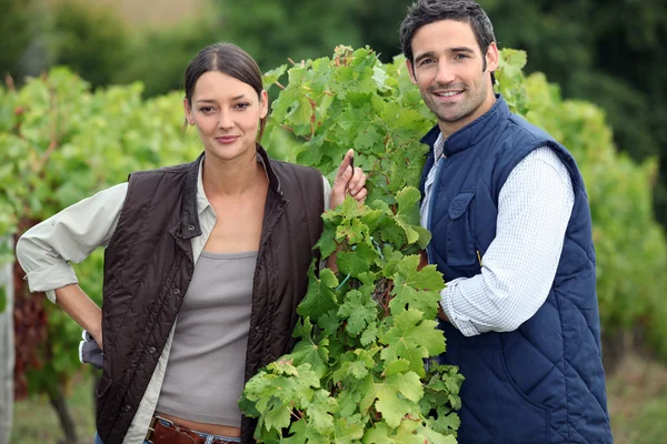 Casal sorridente trabalhando em uma vinha — Fotografia de Stock