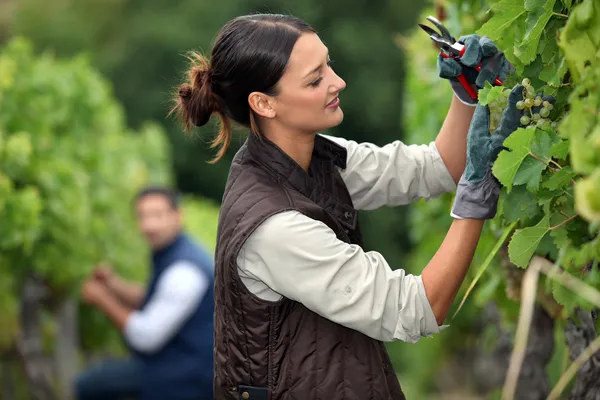 Couple pruning grape vines — Stock Image Couple pruning grape vines Stock Image