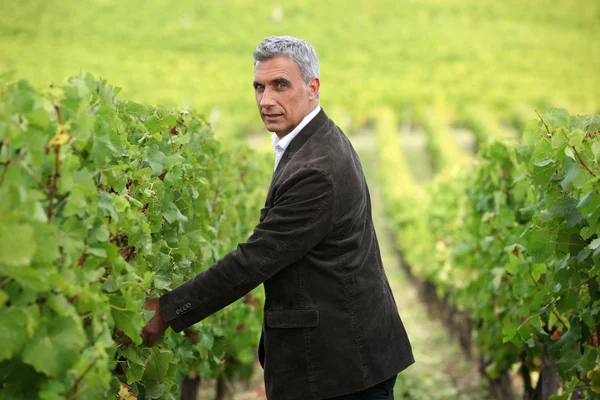 Розумна людина в винограднику — стокове фото