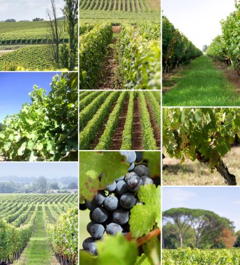 Images of a vineyard clipart