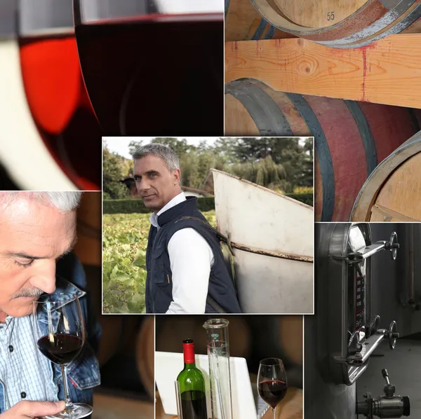 ワイン産業のプロセス — ストック写真