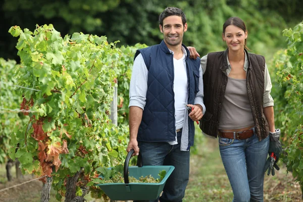 Couple collecting grapes from vines — Stock Photo, Image