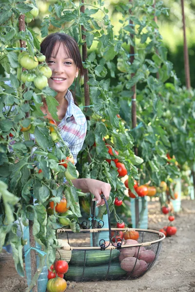Mulher colhendo tomates frescos e outros vegetais — Fotografia de Stock