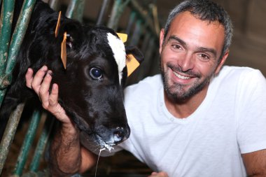 A farmer caressing a calf slobbering milk clipart