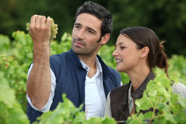 Farmer and wife inspecting grapes — Stock Photo, Image