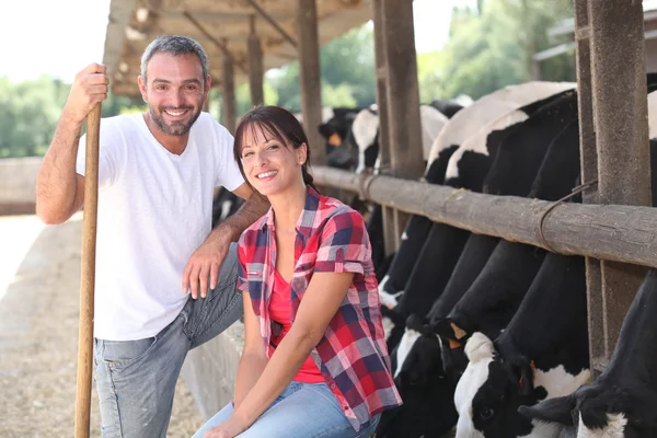 Produtores de vacas — Fotografia de Stock