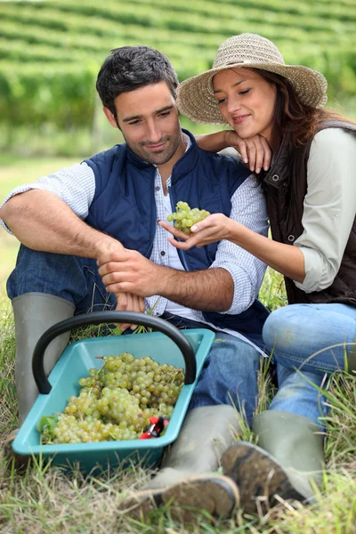 Couple in field eating grapes — Stock Photo, Image
