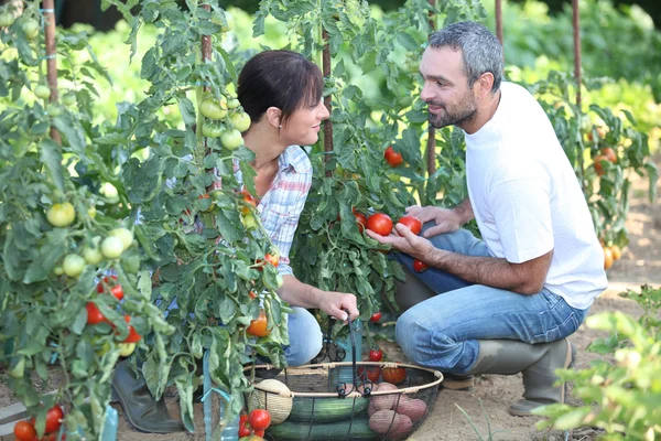 Couple picking vegetables — Stock Photo, Image