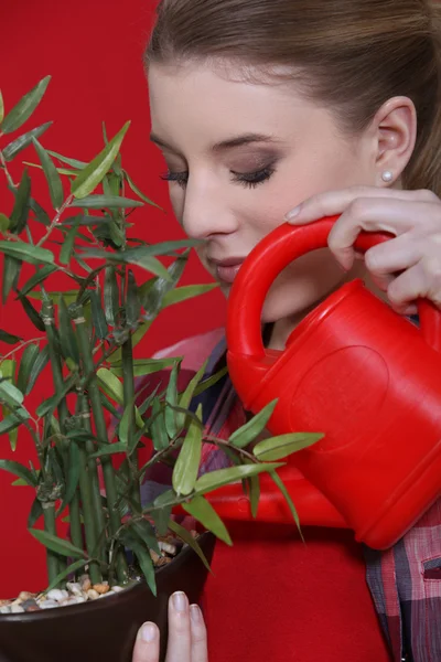 Donna che annaffia una pianta d'appartamento — Foto Stock