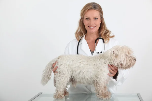 Ветеринар та собака — стокове фото