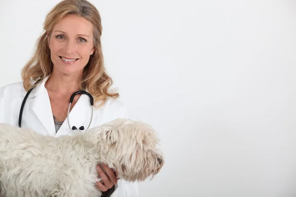 Veterinaria che porta un cane — Foto Stock
