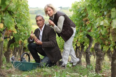 Man and woman picking grapes in a vineyard clipart