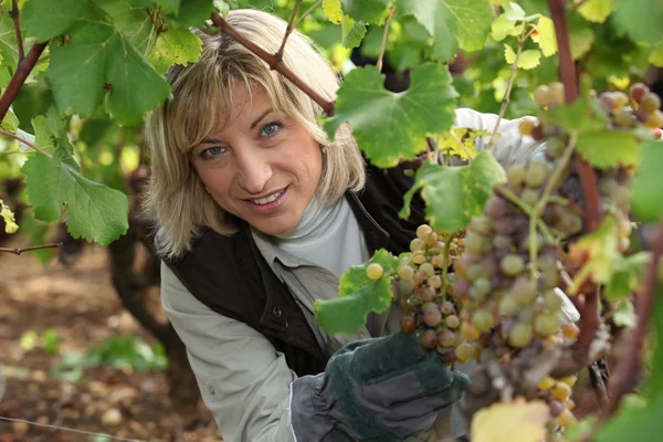 Colheita de uvas — Fotografia de Stock