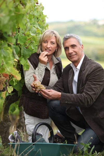 Пара збирає виноград разом — стокове фото