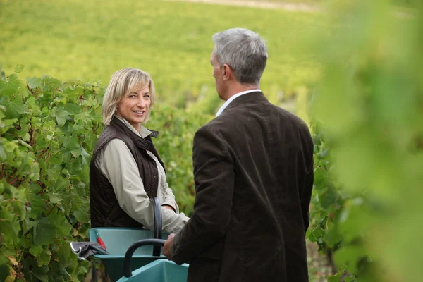 Par i en vingård — Stockfoto