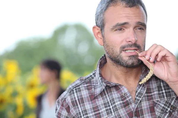 Farmer masticare un pezzo di erba — Foto Stock