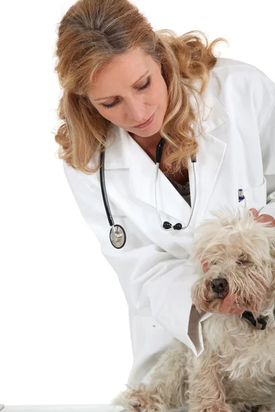 Vétérinaire femelle examinant petit chien blanc — Photo
