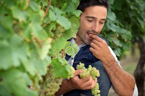 Člověk jíst hrozny ve vinici — Stock fotografie