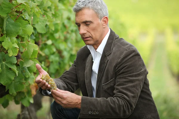 Ernsthafter Mann kontrolliert Trauben vor der Ernte — Stockfoto