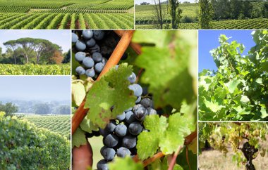 Vineyard Landscape clipart