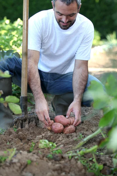 Άνθρωπος συλλέγει πατάτες — Φωτογραφία Αρχείου