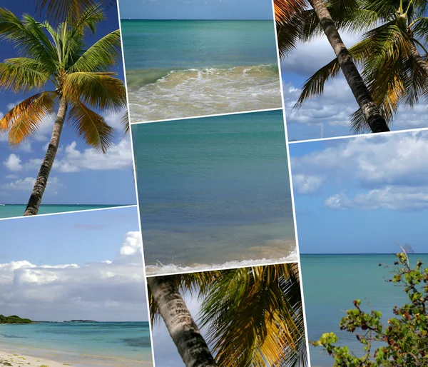 Tropische palmbomen — Stockfoto