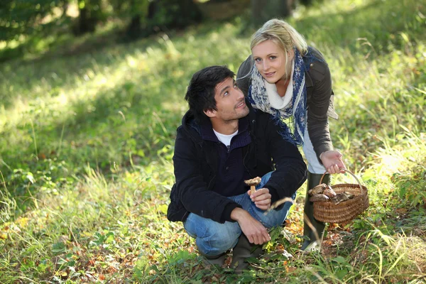 Couple picking mushrooms in a field — Stock Photo, Image