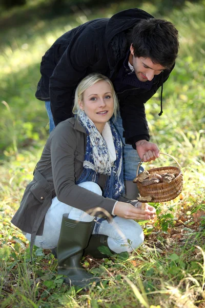 Paar sammelt Pilze im Wald — Stockfoto